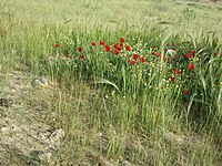 Papaver in Beer Sheva trail