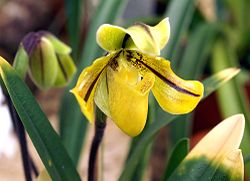 Paphiopedilum druryi