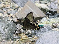 Papilio blumei en train de boire