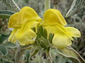 Phlomis lanata (Tribù Phlomideae)