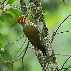 Pica-pau-dourado fêmea em Parque Estadual da Serra do Mar,São Luiz do Paraitinga,Estado de São Paulo, Brasil