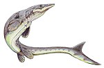 Platecarpus