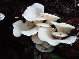 Плеврот черепичастий (Pleurotus ostreatus)