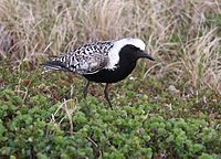 Black-bellied Plover (male in breeding plumage)