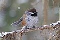 Mésange à tête brune à la Forêt Montmorency