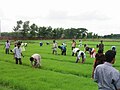 ছাত্রদের ব্যবহারিক কাজ