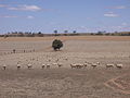 Image 9Dry paddocks in the Riverina region during the 2007 drought (from History of New South Wales)