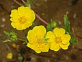 Potentilla delphinensis