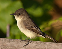 An eastern phoebe illuminated by sunlight perched on a wooden surface