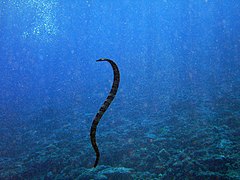 Description de l'image Sea_Snake_Niue.jpg.