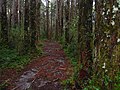 Regenwald im Parque Nacional Alerce Costero