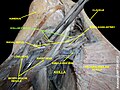 Axillary nerve