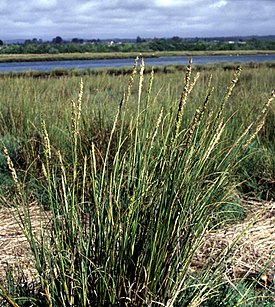 Spartina densiflora