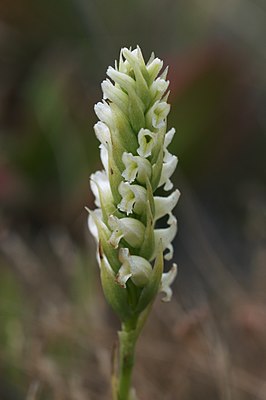 Цветы Spiranthes romanzoffiana (Калифорния, США)