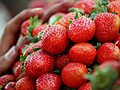Mahabaleshwar strawberries