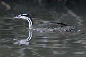 Heliornis fulica no rio Pixaim, em Mato Grosso do Sul, no Brasil