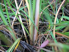 Triglochin maritimum