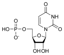 Uridine monophosphate