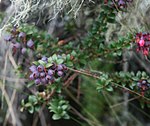 莫蒂尼奧（英语：Vaccinium floribundum） Mortino