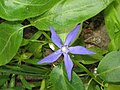 Une fleur de la variété oxyloba.