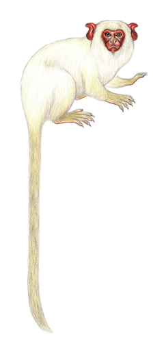 Description de l'image White marmoset Mico leucippe.png.