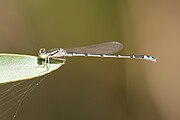 Young male