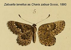 Description de l'image ZabuellaTenellusAsCharisZabuaGosse1880.JPG.