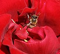 European honey bee collecting pollen from a rose.