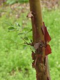 Corteza exfoliante en el "arce de papel" Acer griseum.