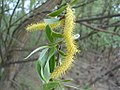 Weidenkätzchen (Salix spec.)