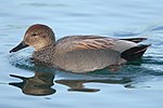 Gadwall (Anas strepera)