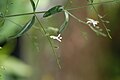 Andrographis paniculata