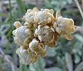 Antennaria umbrinella