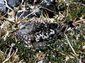 Aphriza virgata, ili Calidris virgata