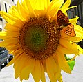 Chiffre (Argynnis niobe) sur un tournesol