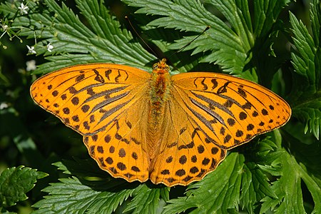 Silver-washed fritillary, by Uoaei1