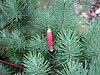 a pink tubular flower among fine needle-like foliage