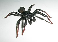 Rare spider (family Idiopidae) found in Bannerghatta