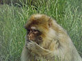 Barbary macaque