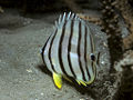 Eightband butterflyfish Chaetodon (Discochaetodon) octofasciatus