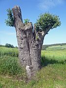 Feldbirnbaum