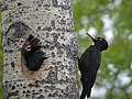 Pic noir (Dryocopus martius, Picidae)