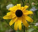 Black-eyed susan