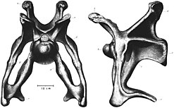 Cervical vertebra of Brontosaurus excelsus.
