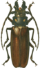 Large brown-black beetle with long antennae and developed claws