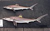 Night sharks (Carcharhinus signatus)