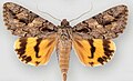 Catocala johnsoniana Johnson's underwing