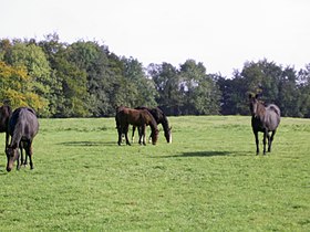 Chevaux de Barbaville, Westmeath.