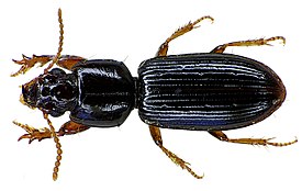 Clivina fossor