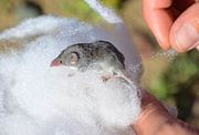 Gray shrew